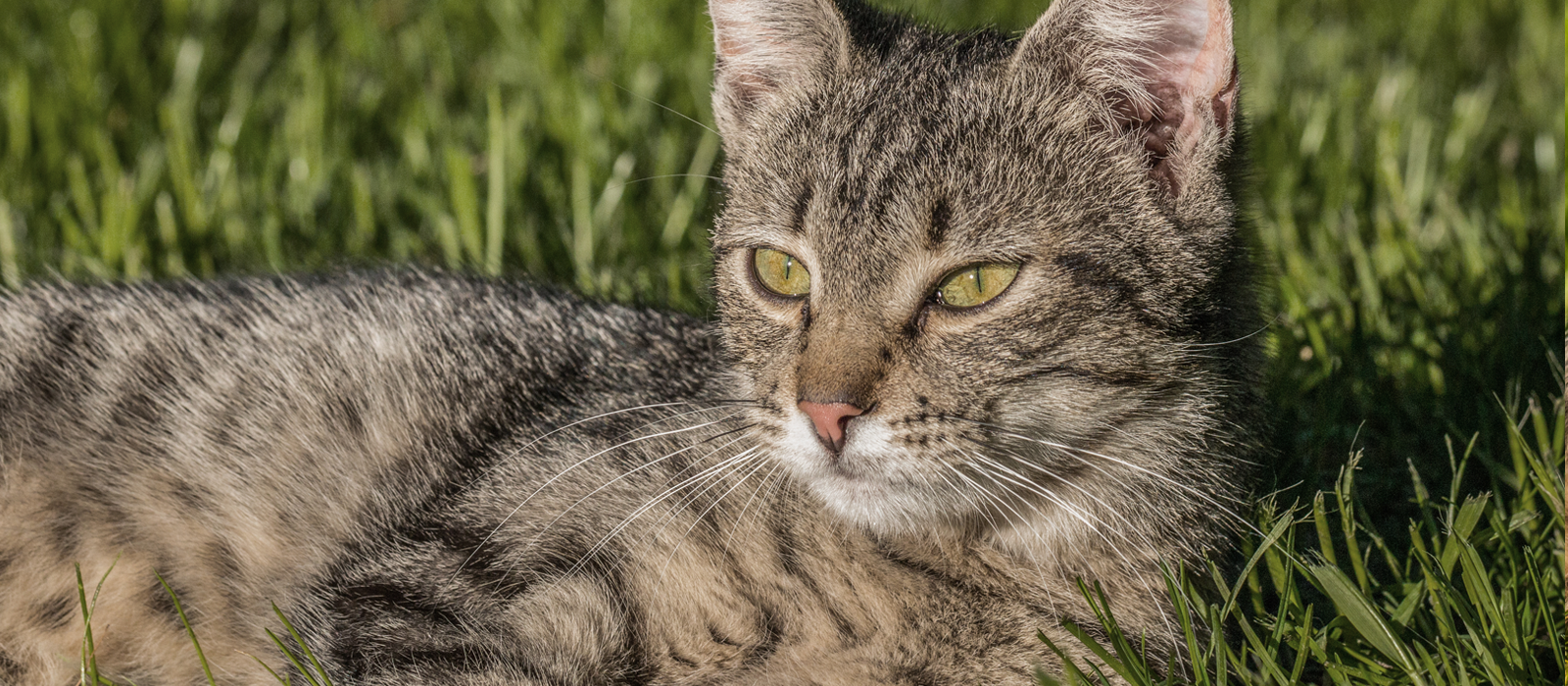 Sausas kačių pašaras suaugusioms katėms – plaukų kamuoliukų kontrolei